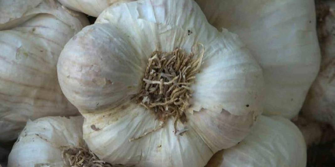 Antibiyotik fabrikalarının gözdesi! 80 bin metrekareden yurt dışına gidecek: Beklenti 150 ton! 5